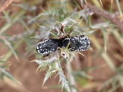 Oxythyrea noemi