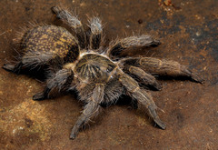 Harpactirella overdijki