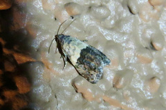 Tripudia dimidata