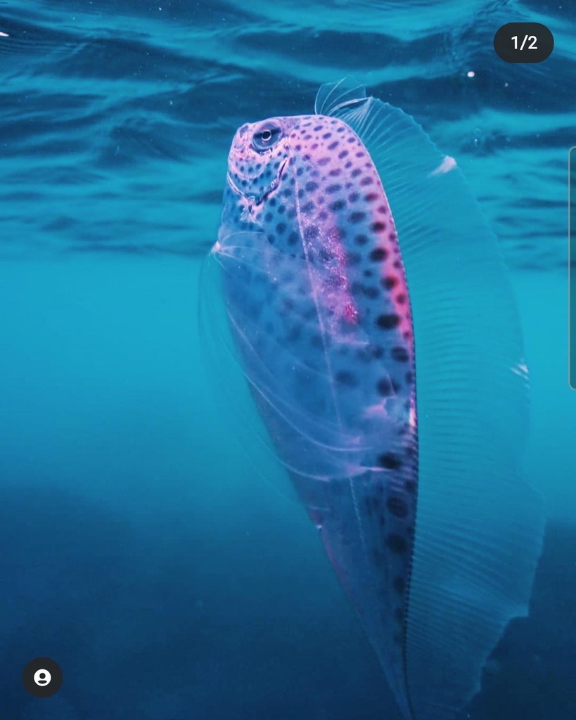 Polka-Dot Ribbonfish