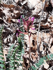Astragalus monspessulanus
