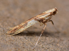 Caloptilia hemidactylella