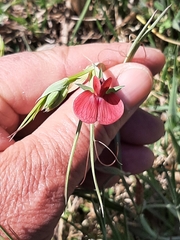 Lathyrus sphaericus