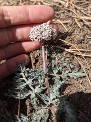 Lomatium orientale
