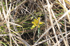 Gagea pusilla