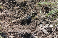 Lethrus apterus