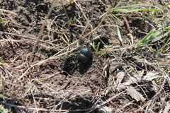Lethrus apterus
