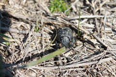 Lethrus apterus
