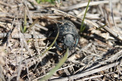 Lethrus apterus