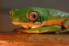 Pithecopus hypochondrialis