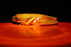 Pithecopus hypochondrialis