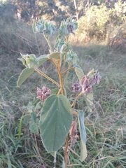 Melhania forbesii