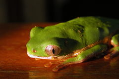 Pithecopus hypochondrialis