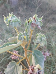 Melhania forbesii