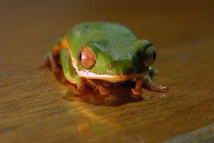 Pithecopus hypochondrialis