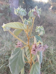 Melhania forbesii