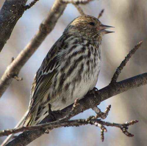Pine Siskin (Spinus pinus), photo 7