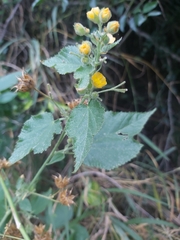 Abutilon ramosum