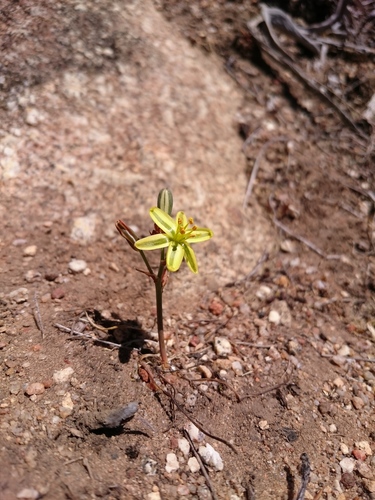 Albuca suaveolens