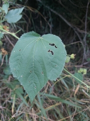Abutilon ramosum
