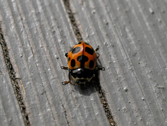 Ceratomegilla notata