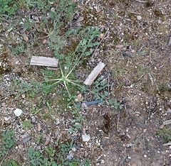 Pimpinella villosa