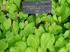 Epimedium × versicolor