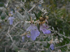 Lamiaceae