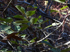 Frangula californica tomentella
