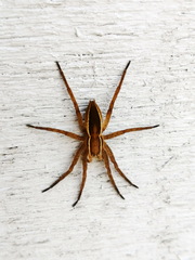 Dolomedes striatus