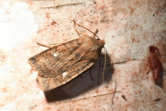 Eupsilia tristigmata