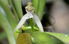 Maxillaria multicaulis