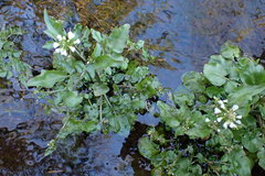 Cardamine breweri orbicularis
