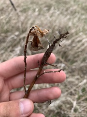 Neolasioptera vernoniae