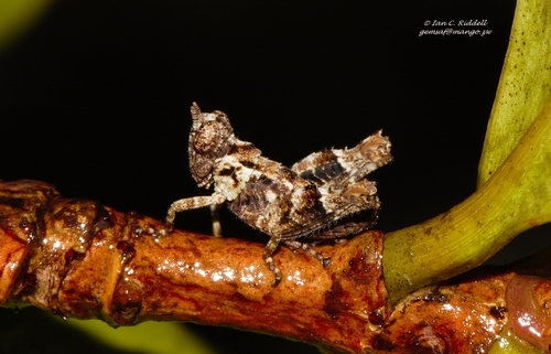 Thericleidae