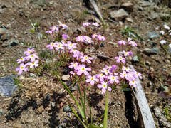 Leptosiphon androsaceus