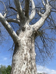 Platanus