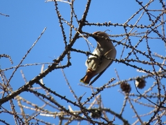 Bombycilla garrulus