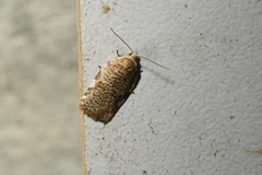 Acleris cervinana