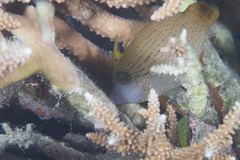 Blacklined Filefish photo 4
