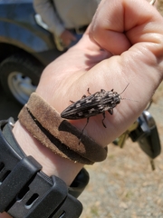 Chalcophora virginiensis