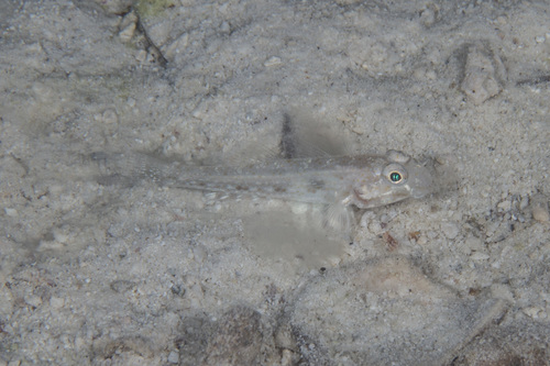 Largetooth goby (Macrodontogobius wilburi) — Gobiidae
