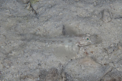Macrodontogobius wilburi