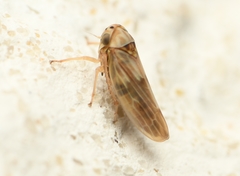 Agallia albidula