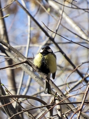 Parus major