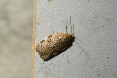 Acleris cervinana