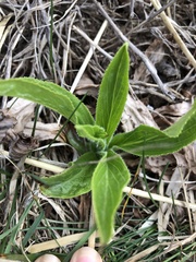 Digitalis grandiflora