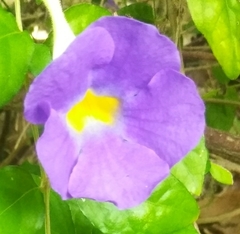 Thunbergia erecta