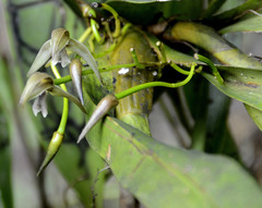 Maxillaria multicaulis