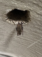 Myotis velifer